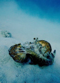  Red Sea Walkman Filamenteed Devilfish Inimicus Filamentosus  